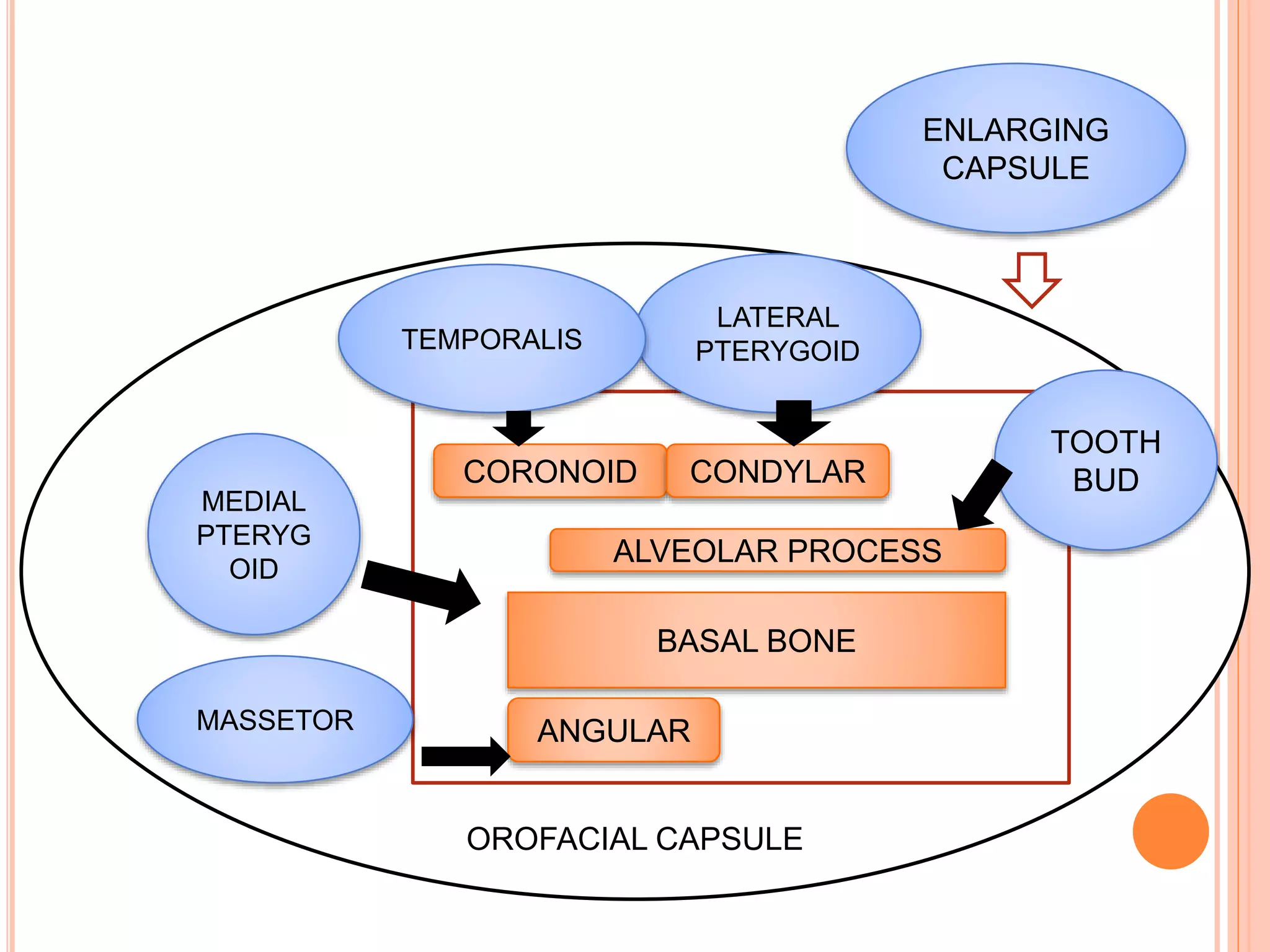 OROFACIAL CAPSULE
CORONOID CONDYLAR
ALVEOLAR PROCESS
BASAL BONE
ANGULAR
LATERAL
PTERYGOIDTEMPORALIS
MEDIAL
PTERYG
OID
MASSETOR
TOOTH
BUD
ENLARGING
CAPSULE
 