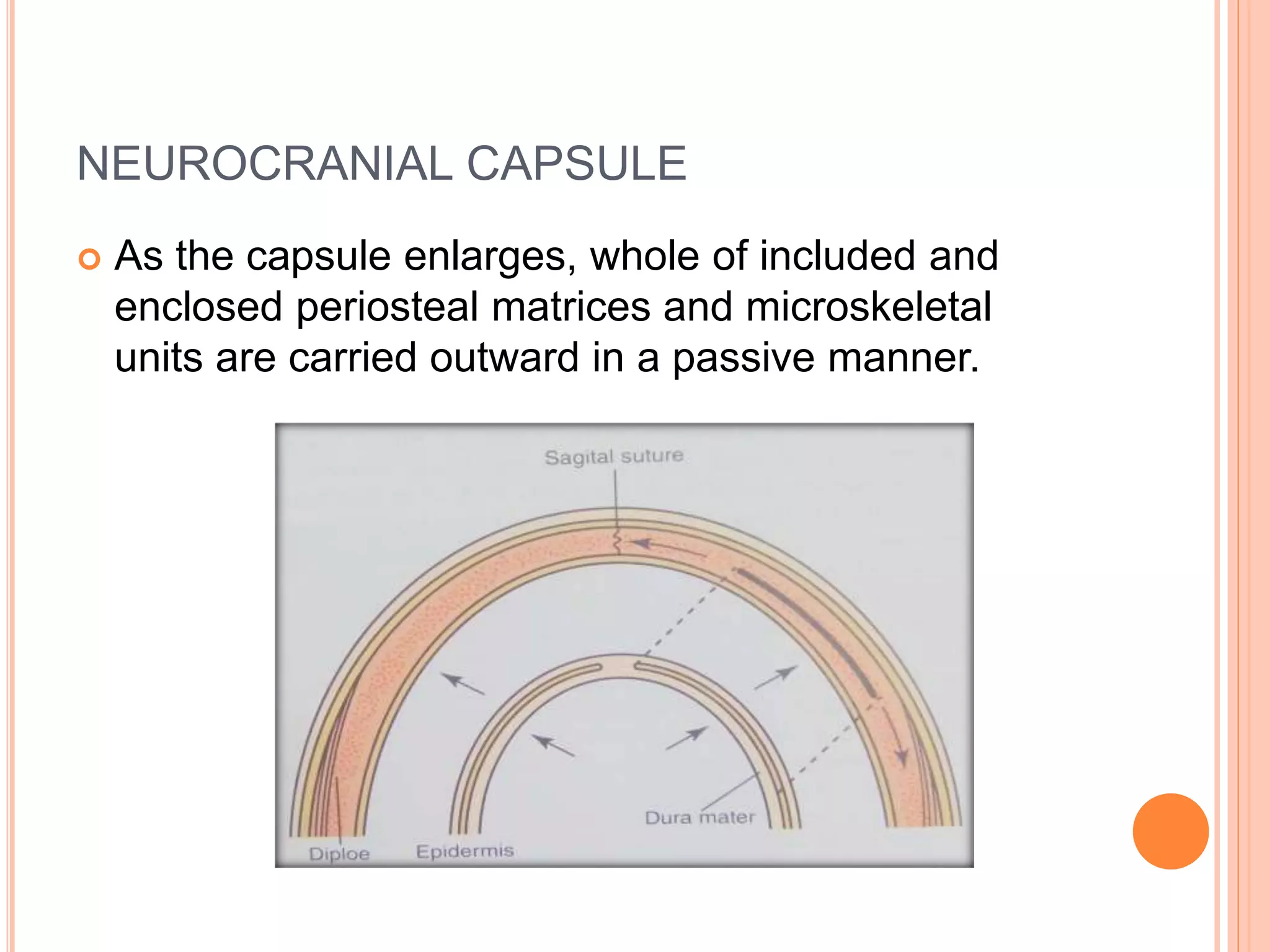 NEUROCRANIAL CAPSULE
 As the capsule enlarges, whole of included and
enclosed periosteal matrices and microskeletal
units are carried outward in a passive manner.
 