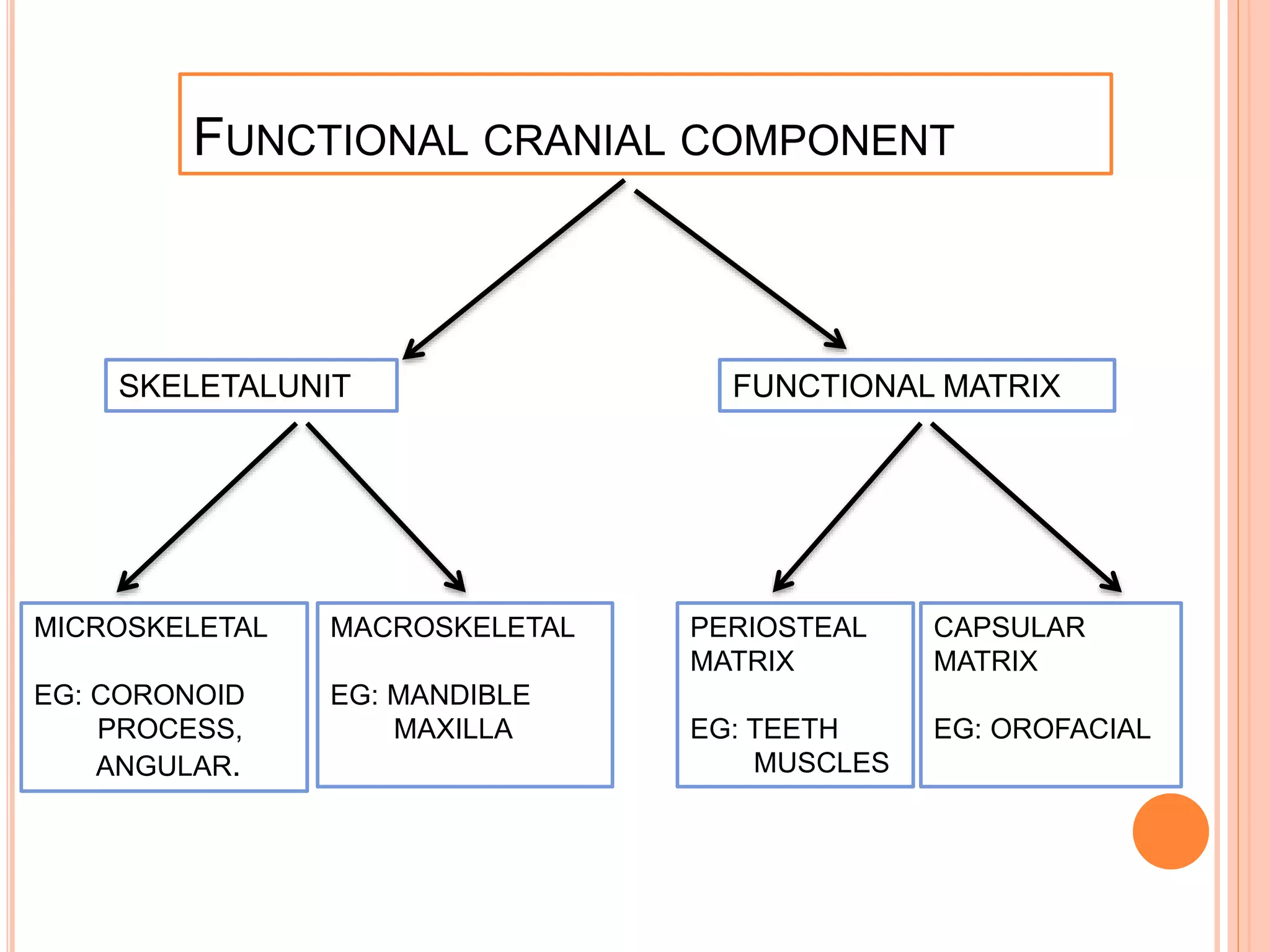 FUNCTIONAL CRANIAL COMPONENT
SKELETALUNIT FUNCTIONAL MATRIX
MICROSKELETAL
EG: CORONOID
PROCESS,
ANGULAR.
MACROSKELETAL
EG: MANDIBLE
MAXILLA
PERIOSTEAL
MATRIX
EG: TEETH
MUSCLES
CAPSULAR
MATRIX
EG: OROFACIAL
 