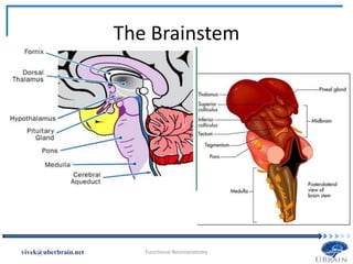 The Brainstem
Vivek Misra
 