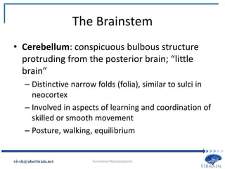 The Brainstem
• Cerebellum: conspicuous bulbous structure
protruding from the posterior brain; “little
brain”
– Distinctive narrow folds (folia), similar to sulci in
neocortex
– Involved in aspects of learning and coordination of
skilled or smooth movement
– Posture, walking, equilibrium
Vivek Misra
 
