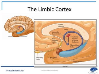 The Limbic Cortex
Vivek Misra
 