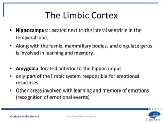 The Limbic Cortex
• Hippocampus: Located next to the lateral ventricle in the
temporal lobe.
• Along with the fornix, mammillary bodies, and cingulate gyrus
is involved in learning and memory.
• Amygdala: located anterior to the hippocampus
• only part of the limbic system responsible for emotional
responses
• Other areas involved with learning and memory of emotions
(recognition of emotional events)
Vivek Misra
 