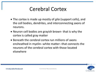 Cerebral Cortex
 The cortex is made up mostly of glia (support cells), and
the cell bodies, dendrites, and interconnecting axons of
neurons.
 Neuron cell bodies are grayish brown- that is why the
cortex is called gray matter
 Beneath the cerebral cortex run millions of axons
ensheathed in myelin--white matter--that connects the
neurons of the cerebral cortex with those located
elsewhere
Vivek Misra
 