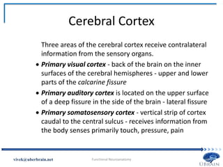 Cerebral Cortex
Three areas of the cerebral cortex receive contralateral
information from the sensory organs.
 Primary visual cortex - back of the brain on the inner
surfaces of the cerebral hemispheres - upper and lower
parts of the calcarine fissure
 Primary auditory cortex is located on the upper surface
of a deep fissure in the side of the brain - lateral fissure
 Primary somatosensory cortex - vertical strip of cortex
caudal to the central sulcus - receives information from
the body senses primarily touch, pressure, pain
Vivek Misra
 