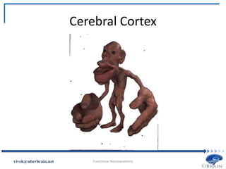 Cerebral Cortex
Vivek Misra
 