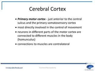Cerebral Cortex
 Primary motor cortex - just anterior to the central
sulcus and the primary somatosensory cortex
 most directly involved in the control of movement
 neurons in different parts of the motor cortex are
connected to different muscles in the body
(homunculus)
 connections to muscles are contralateral
Vivek Misra
 
