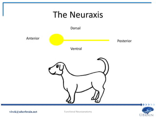 The Neuraxis
Vivek Misra
Anterior
Posterior
Dorsal
Ventral
 