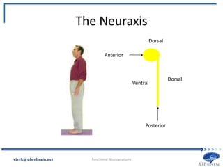 The Neuraxis
Vivek Misra
Anterior
Posterior
Dorsal
Dorsal
Ventral
 