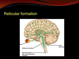 Functional neuroanatomy and physiology of masticatory system | PPTX