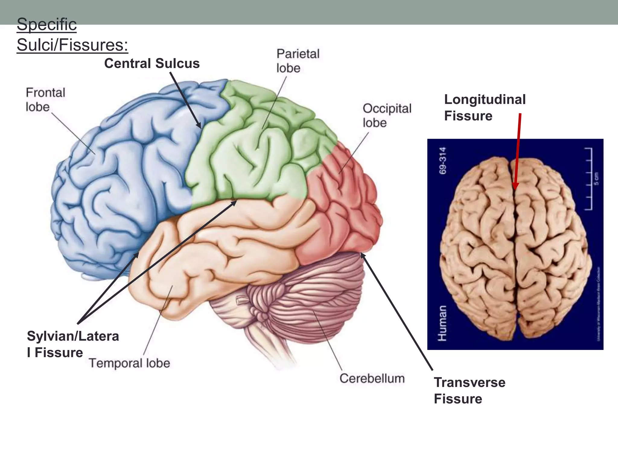 Functional neuroanatomy of brain | PPTX