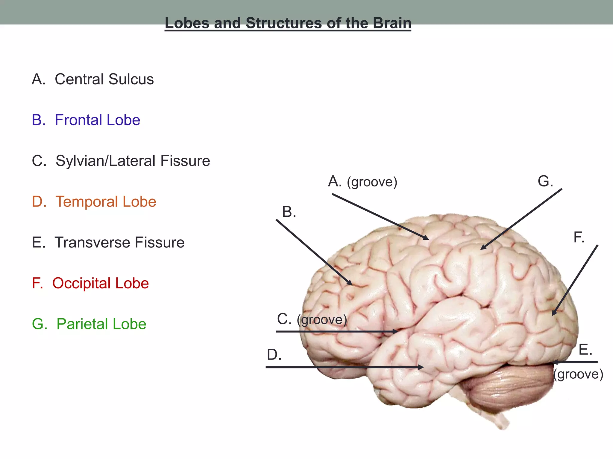 Functional neuroanatomy of brain | PPTX