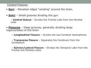 Functional neuroanatomy of brain | PPTX