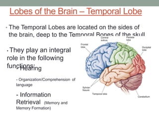 Temporal Lobe Examples Functional neuroanatomy of brain | PPTX