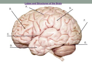 Functional neuroanatomy of brain | PPTX