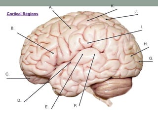 Functional neuroanatomy of brain | PPTX