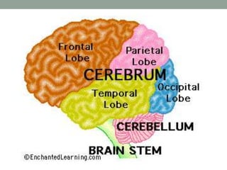 Functional neuroanatomy of brain | PPTX