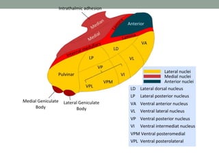 Functional neuroanatomy of brain | PPTX