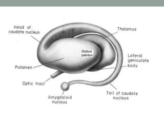 Functional neuroanatomy of brain | PPTX