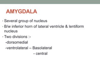 Functional neuroanatomy of brain | PPTX