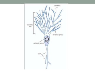 Functional neuroanatomy of brain | PPTX