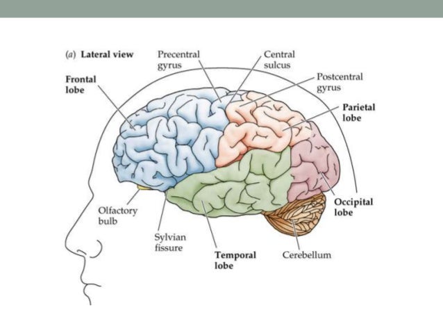 Mri adhd pictures aamons brain scan