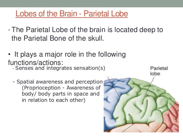 Mri adhd pictures aamons brain scan