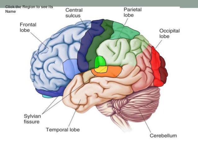 Functional neuroanatomy of brain