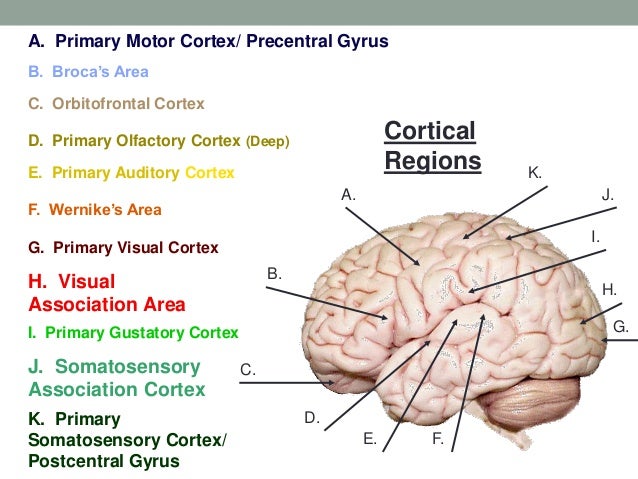 Mri adhd pictures aamons brain scan