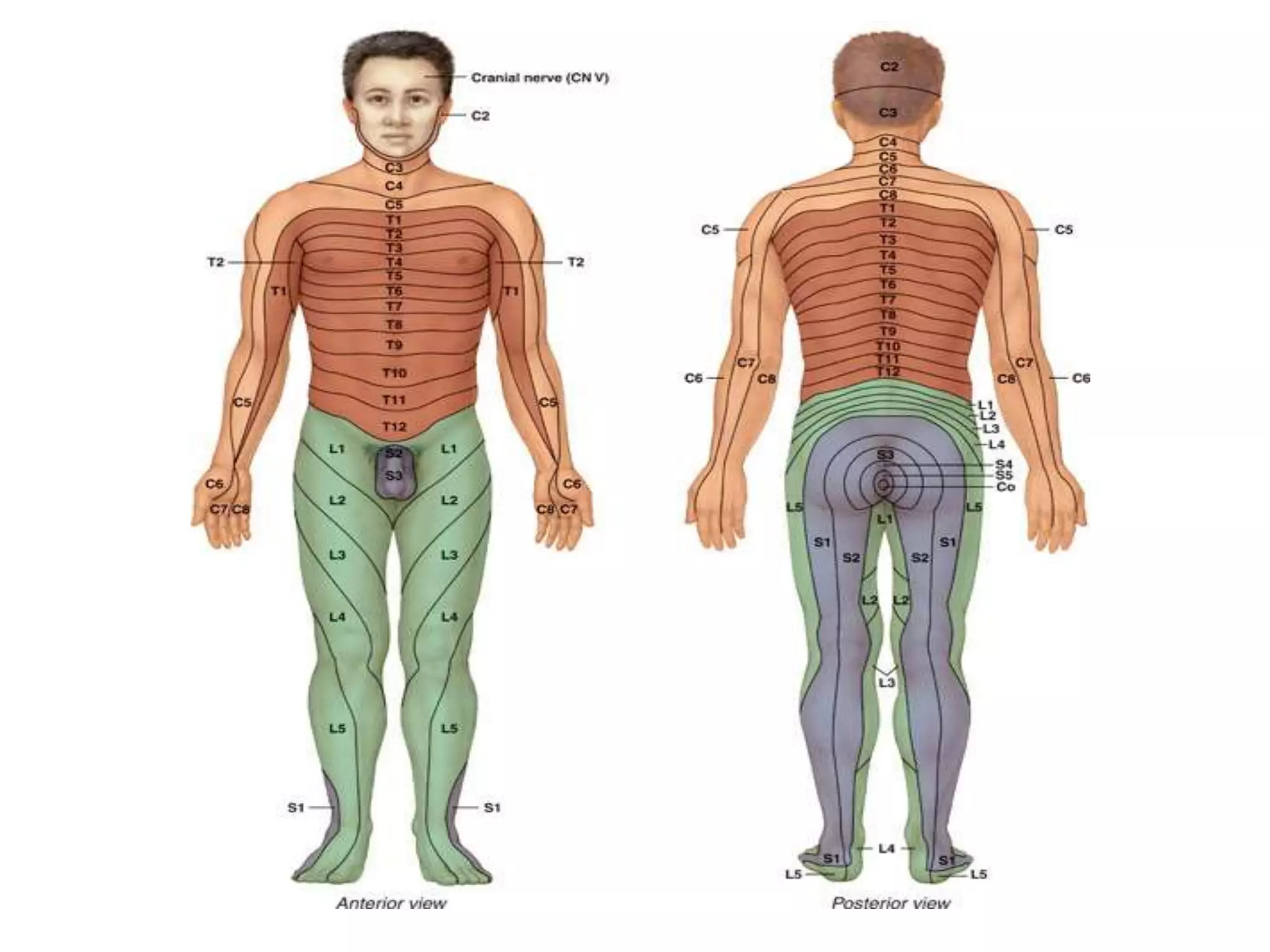 Functional neuroanatomy of spinal cord PPT