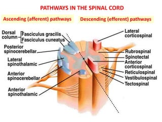 Spinal Cardinal Functional neuroanatomy of spinal cord | PPTX