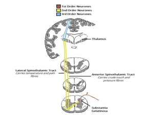 Spinal Cardinal Functional neuroanatomy of spinal cord | PPTX