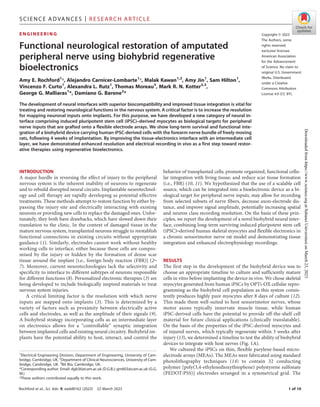 ENGINE E RI NG
Functional neurological restoration of amputated
peripheral nerve using biohybrid regenerative
bioelectronics
Amy E. Rochford1
†, Alejandro Carnicer-Lombarte1
†, Malak Kawan1,2
, Amy Jin1
, Sam Hilton1
,
Vincenzo F. Curto1
, Alexandra L. Rutz1
, Thomas Moreau3
, Mark R. N. Kotter2,3
,
George G. Malliaras1
*, Damiano G. Barone2
*
The development of neural interfaces with superior biocompatibility and improved tissue integration is vital for
treating and restoring neurological functions in the nervous system. A critical factor is to increase the resolution
for mapping neuronal inputs onto implants. For this purpose, we have developed a new category of neural in-
terface comprising induced pluripotent stem cell (iPSC)–derived myocytes as biological targets for peripheral
nerve inputs that are grafted onto a flexible electrode arrays. We show long-term survival and functional inte-
gration of a biohybrid device carrying human iPSC-derived cells with the forearm nerve bundle of freely moving
rats, following 4 weeks of implantation. By improving the tissue-electronics interface with an intermediate cell
layer, we have demonstrated enhanced resolution and electrical recording in vivo as a first step toward restor-
ative therapies using regenerative bioelectronics.
Copyright © 2023
The Authors, some
rights reserved;
exclusive licensee
American Association
for the Advancement
of Science. No claim to
original U.S. Government
Works. Distributed
under a Creative
Commons Attribution
License 4.0 (CC BY).
INTRODUCTION
A major hurdle in reversing the effect of injury to the peripheral
nervous system is the inherent inability of neurons to regenerate
and to rebuild disrupted neural circuits. Implantable neurotechnol-
ogy and cell therapy are rapidly developing as potential effective
treatments. These methods attempt to restore function by either by-
passing the injury site and electrically interacting with existing
neurons or providing new cells to replace the damaged ones. Unfor-
tunately, they both have drawbacks, which have slowed down their
translation to the clinic. In the context of damaged tissue in the
mature nervous system, transplanted neurons struggle to reestablish
functional connections in existing circuits without appropriate
guidance (1). Similarly, electrodes cannot work without healthy
working cells to interface, either because these cells are compro-
mised by the injury or hidden by the formation of dense scar
tissue around the implant [i.e., foreign body reaction (FBR)] (2–
7). Moreover, current neurotechnologies lack the selectivity and
specificity to interface to different subtypes of neurons responsible
for different functions (8). Personalized electronic therapies (3) are
being developed to include biologically inspired materials to treat
nervous system injuries.
A critical limiting factor is the resolution with which nerve
inputs are mapped onto implants (3). This is determined by a
variety of factors such as proximity between electrically active
cells and electrodes, as well as the amplitude of their signals (9).
A biohybrid strategy incorporating cells as an intermediate layer
on electronics allows for a “controllable” synaptic integration
between implanted cells and existing neural circuitry. Biohybrid im-
plants have the potential ability to host, interact, and control the
behavior of transplanted cells; promote organized, functional cellu-
lar integration with living tissue; and reduce scar tissue formation
(i.e., FBR) (10, 11). We hypothesized that the use of a scalable cell
source, which can be integrated into a bioelectronic device as a bi-
ological target for peripheral nerve inputs, may allow for recording
from selected subsets of nerve fibers, decrease axon-electrode dis-
tance, and improve signal amplitude, potentially increasing spatial
and neuron class recording resolution. On the basis of these prin-
ciples, we report the development of a novel biohybrid neural inter-
face, combining long-term surviving induced pluripotent stem cell
(iPSC)–derived human skeletal myocytes and flexible electronics in
a chronic sensorimotor nerve rat model and demonstrating tissue
integration and enhanced electrophysiology recordings.
RESULTS
The first step in the development of the biohybrid device was to
choose an appropriate timeline to culture and sufficiently mature
cells in vitro before implanting the device in vivo. We chose skeletal
myocytes generated from human iPSCs by OPTi-OX cellular repro-
gramming as the biohybrid cell population as this system consis-
tently produces highly pure myocytes after 8 days of culture (12).
This made them well-suited to host sensorimotor nerves, whose
motor axons typically innervate muscle tissue, while human
iPSC-derived cells have the potential to provide off-the-shelf cell
material for future clinical applications (clinically translatable).
On the basis of the properties of the iPSC-derived myocytes and
of injured nerves, which typically regenerate within 3 weeks after
injury (13), we determined a timeline to test the ability of biohybrid
devices to integrate with host nerves (Fig. 1A).
We cultured the iPSCs on thin, flexible parylene-based micro-
electrode arrays (MEAs). The MEAs were fabricated using standard
photolithography techniques (14) to contain 32 conducting
polymer [poly(3,4-ethylenedioxythiophene) polystyrene sulfonate
(PEDOT:PSS)] electrodes arranged in a symmetrical grid. The
1
Electrical Engineering Division, Department of Engineering, University of Cam-
bridge, Cambridge, UK. 2
Department of Clinical Neurosciences, University of Cam-
bridge, Cambridge, UK. 3
Bit Bio, Cambridge, UK.
*Corresponding author. Email: dgb36@cam.ac.uk (D.G.B.); gm603@cam.ac.uk (G.G.
M.)
†These authors contributed equally to this work.
Rochford et al., Sci. Adv. 9, eadd8162 (2023) 22 March 2023 1 of 10
SCIENCE ADVANCES | R ESEARCH ARTICLE
Downloaded
from
https://www.science.org
at
Sabanci
Universitesi
on
March
23,
2023
 