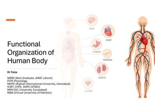 The Functional organization of Human Body | PDF