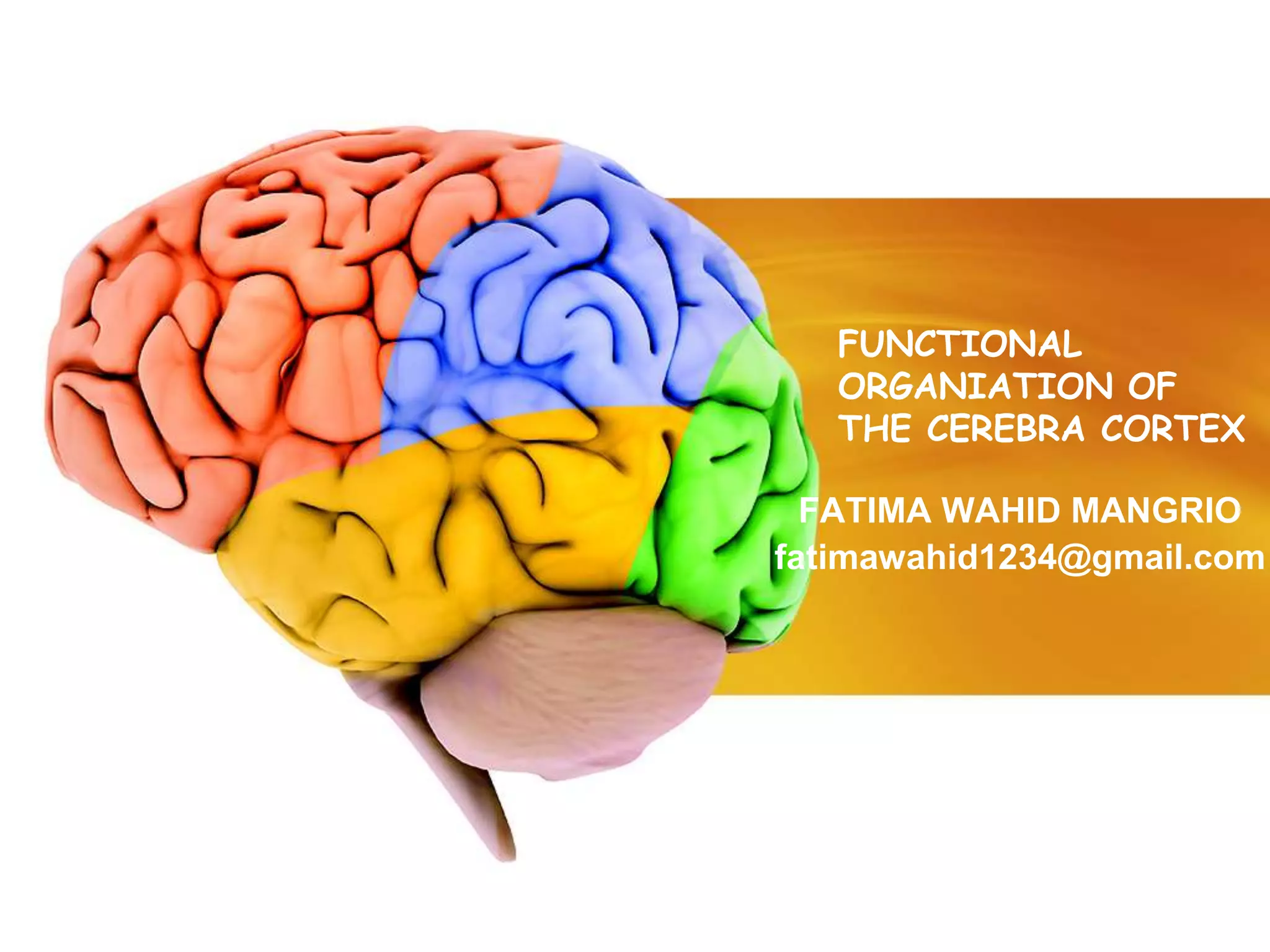 FUNCTIONAL
ORGANIATION OF
THE CEREBRA CORTEX
FATIMA WAHID MANGRIO
fatimawahid1234@gmail.com
 
