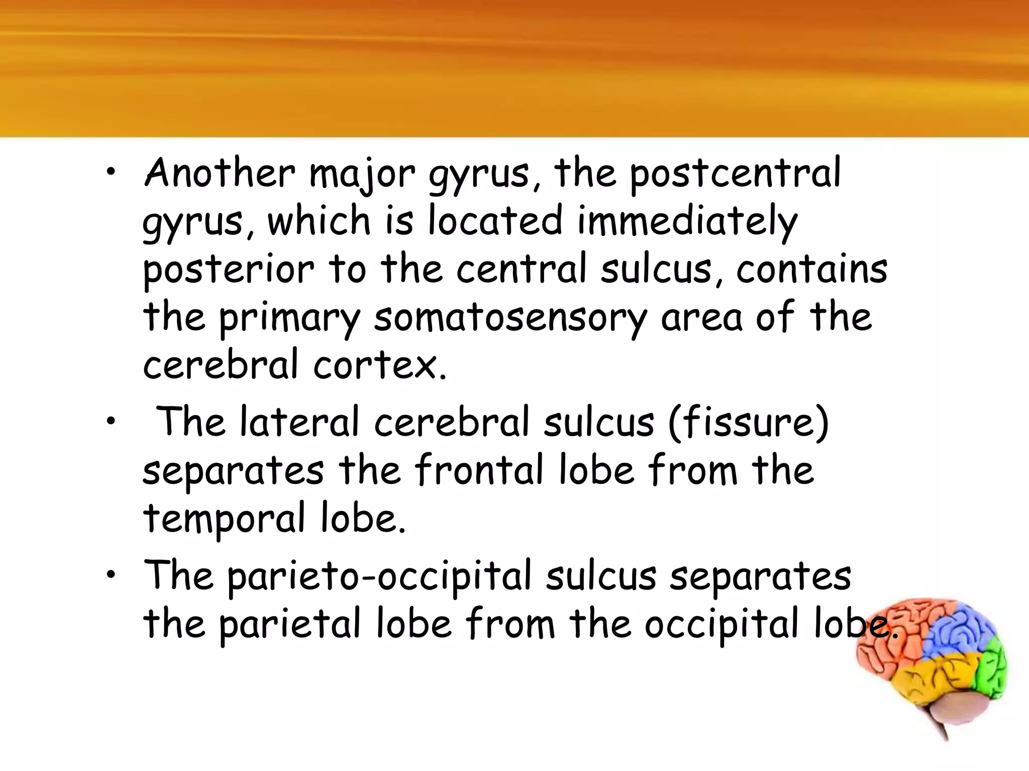 • Another major gyrus, the postcentral
gyrus, which is located immediately
posterior to the central sulcus, contains
the primary somatosensory area of the
cerebral cortex.
• The lateral cerebral sulcus (fissure)
separates the frontal lobe from the
temporal lobe.
• The parieto-occipital sulcus separates
the parietal lobe from the occipital lobe.
 