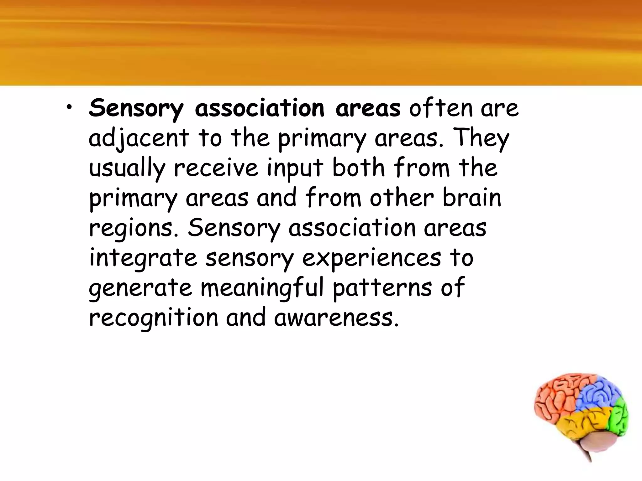 • Sensory association areas often are
adjacent to the primary areas. They
usually receive input both from the
primary areas and from other brain
regions. Sensory association areas
integrate sensory experiences to
generate meaningful patterns of
recognition and awareness.
 
