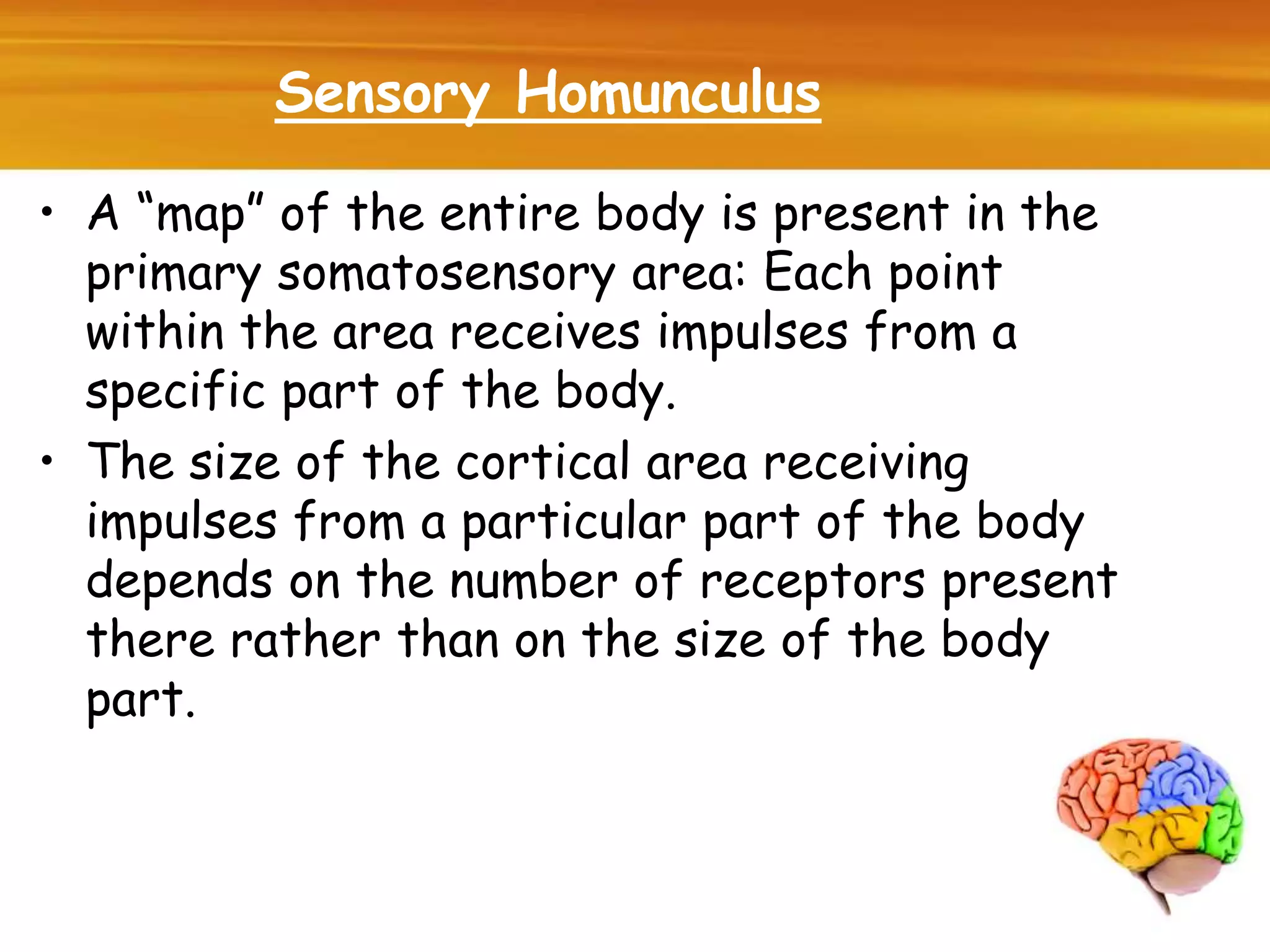 Sensory Homunculus
• A “map” of the entire body is present in the
primary somatosensory area: Each point
within the area receives impulses from a
specific part of the body.
• The size of the cortical area receiving
impulses from a particular part of the body
depends on the number of receptors present
there rather than on the size of the body
part.
 