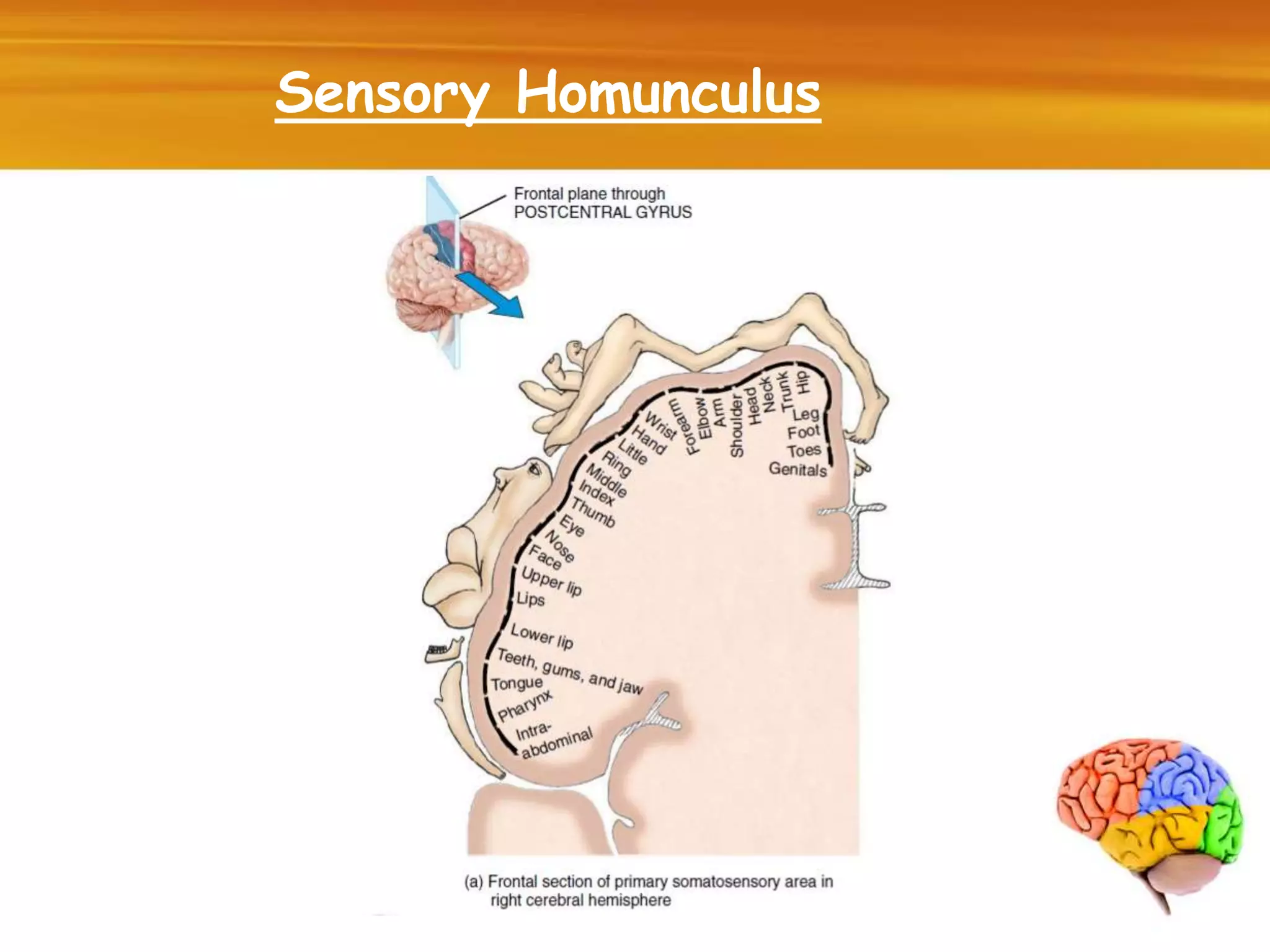 Sensory Homunculus
 
