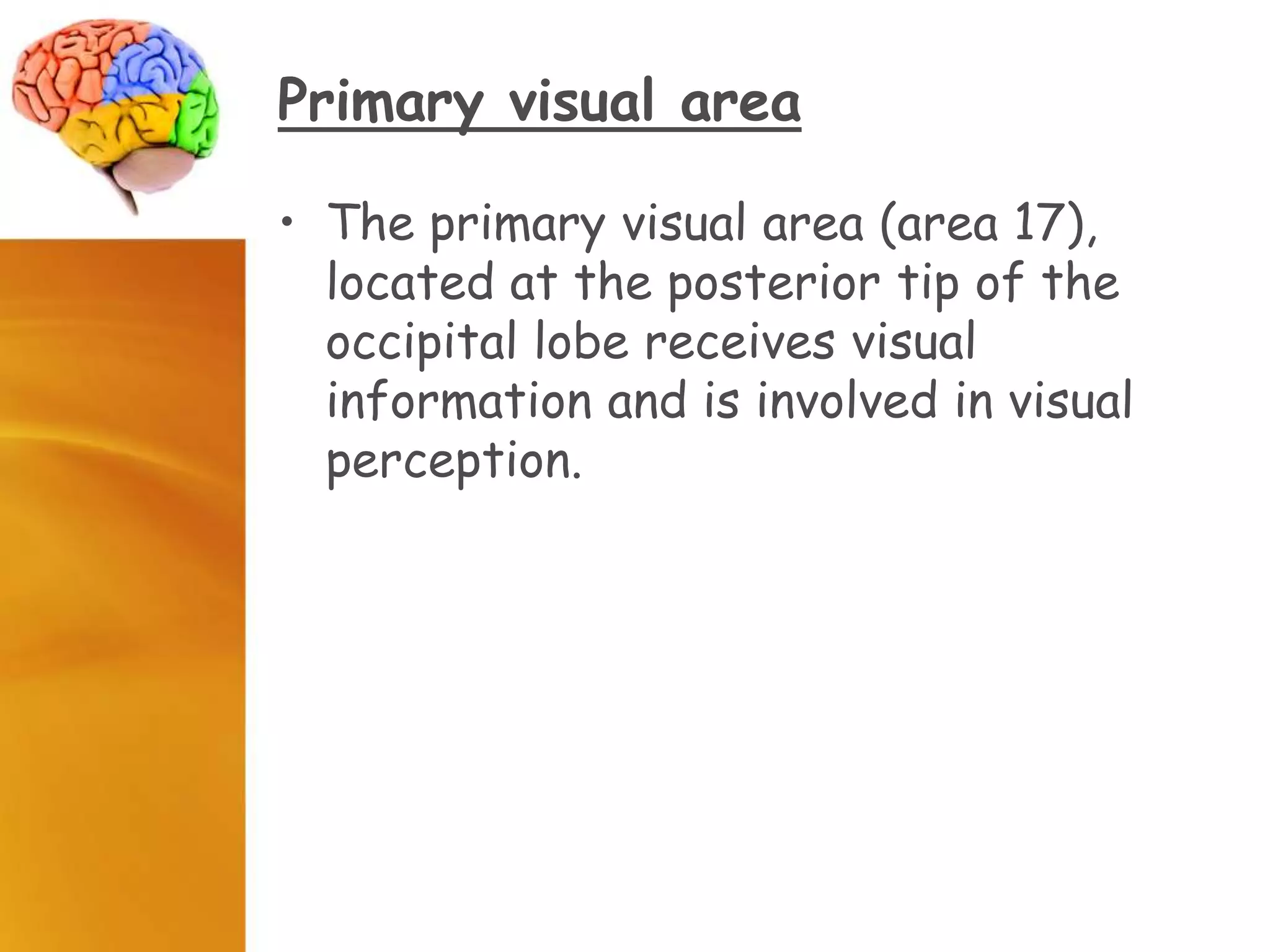 Primary visual area
• The primary visual area (area 17),
located at the posterior tip of the
occipital lobe receives visual
information and is involved in visual
perception.
 