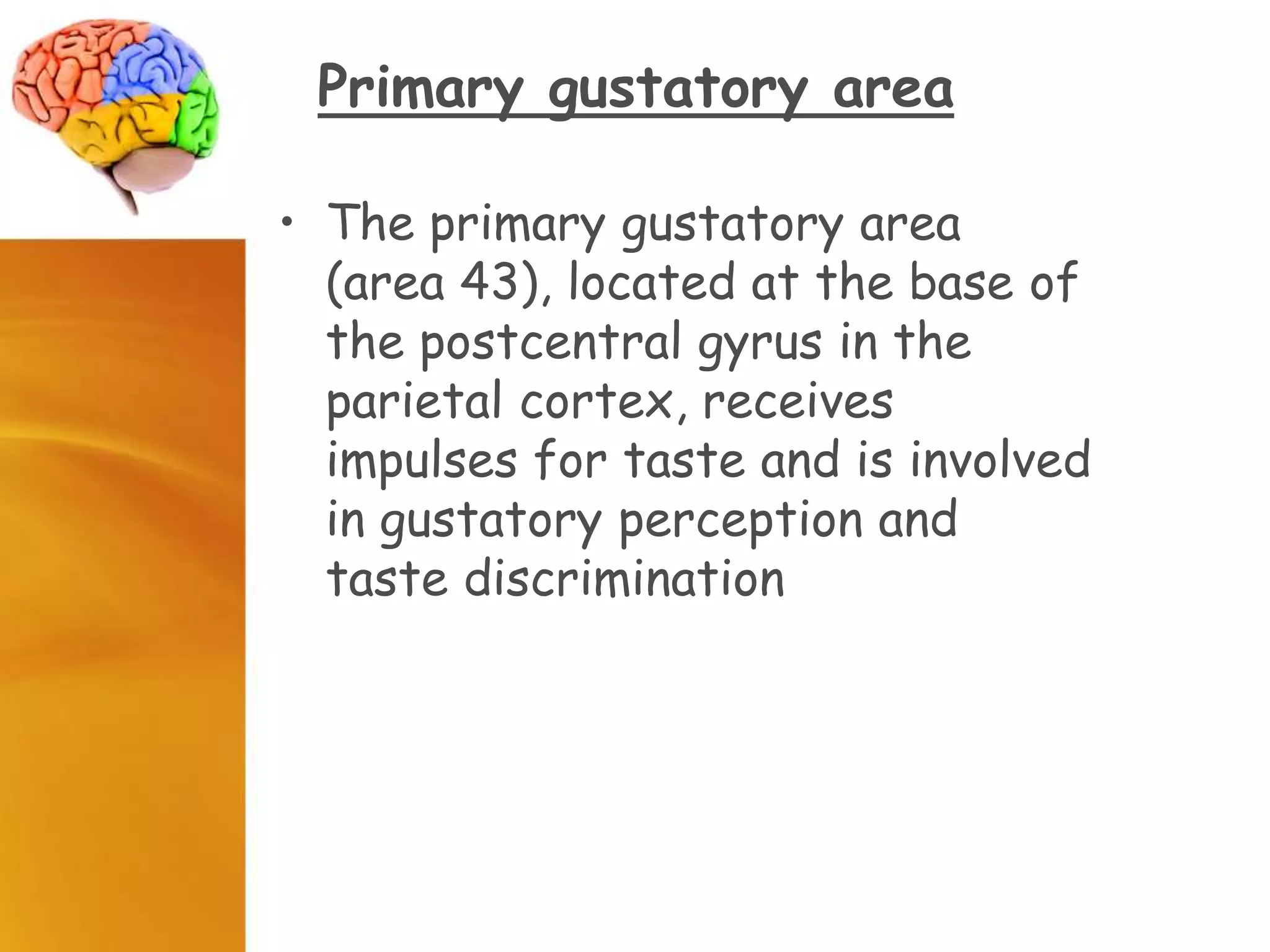 Primary gustatory area
• The primary gustatory area
(area 43), located at the base of
the postcentral gyrus in the
parietal cortex, receives
impulses for taste and is involved
in gustatory perception and
taste discrimination
 