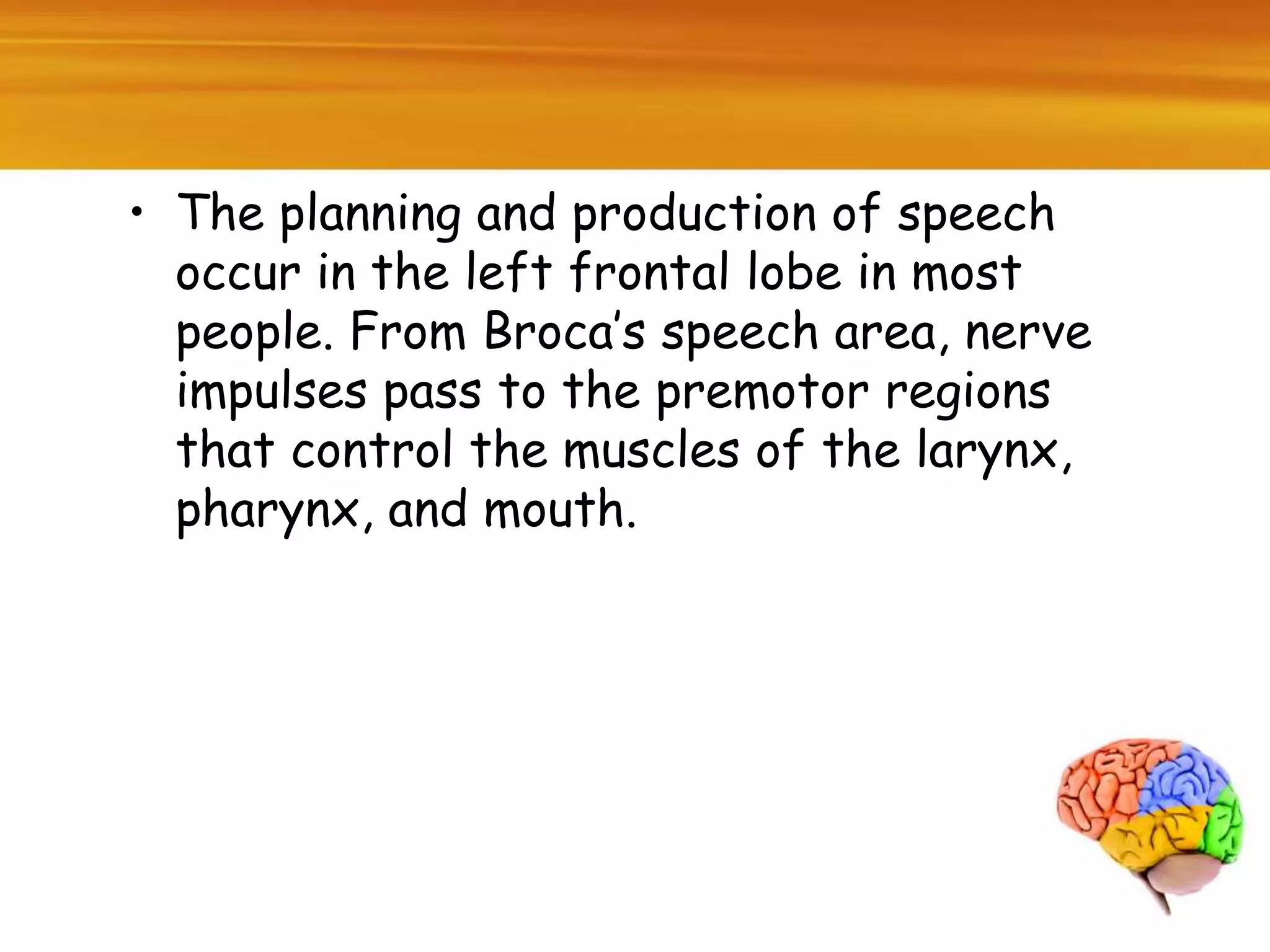 • The planning and production of speech
occur in the left frontal lobe in most
people. From Broca’s speech area, nerve
impulses pass to the premotor regions
that control the muscles of the larynx,
pharynx, and mouth.
 
