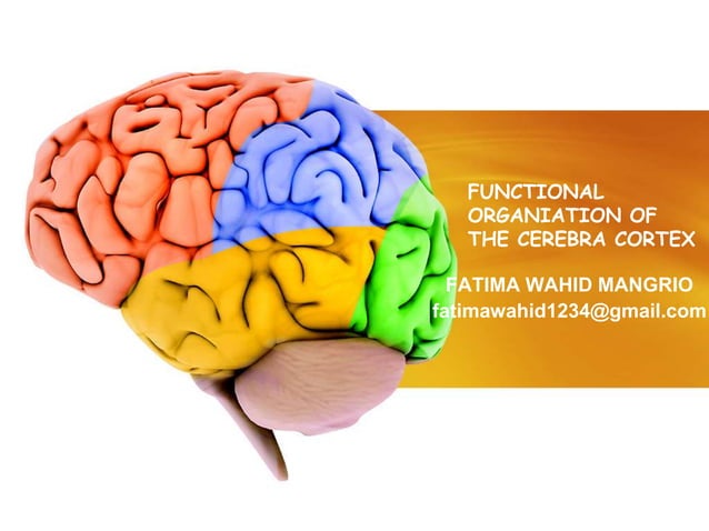 Functional organization of the cerebral cortex i sensory & motor cortex ...
