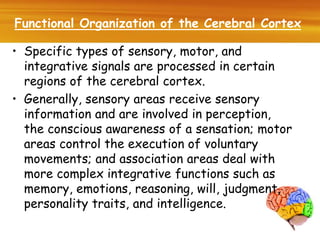 Functional organization of the cerebral cortex i sensory & motor cortex ...
