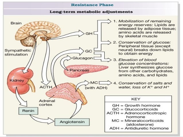 hormones secreted by adrenal gland