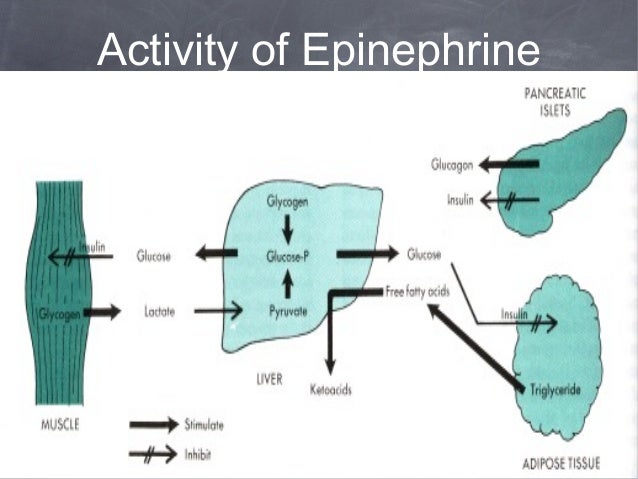 hormones secreted by adrenal medulla
