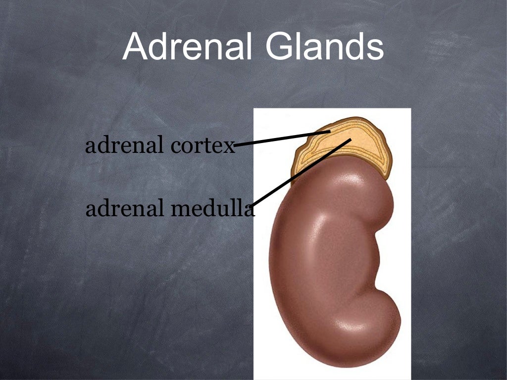 adrenal medulla hormones