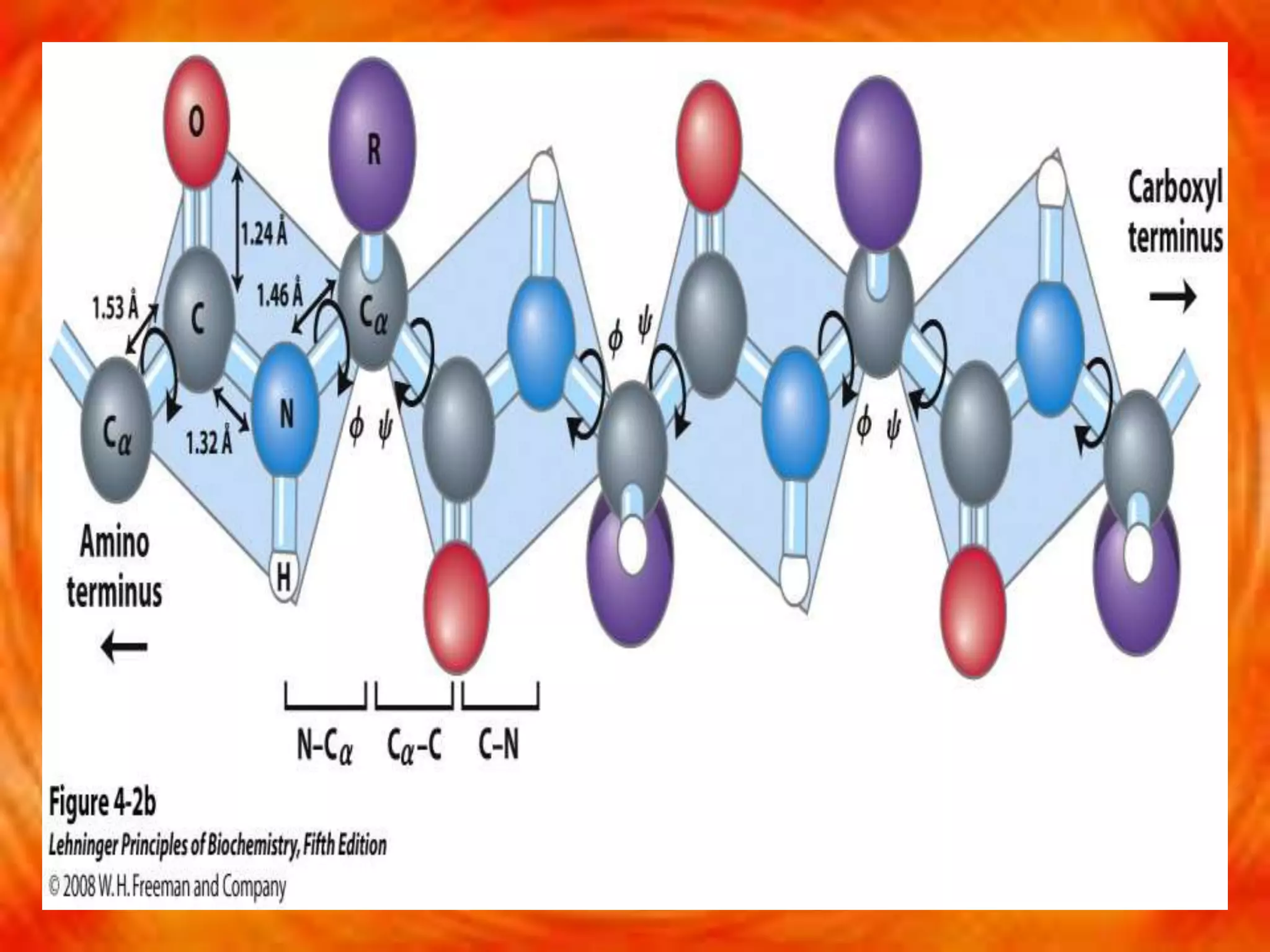 Functional protein by kk sahu | PPT