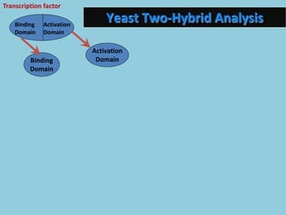 Binding
Domain
Activation
Domain
Binding
Domain
Activation
Domain
Transcription factor
Yeast Two-Hybrid Analysis
 