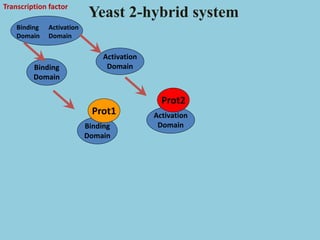 Binding
Domain
Activation
Domain
Binding
Domain
Prot1 Activation
Domain
Prot2
Yeast 2-hybrid system
Binding
Domain
Activation
Domain
Transcription factor
 